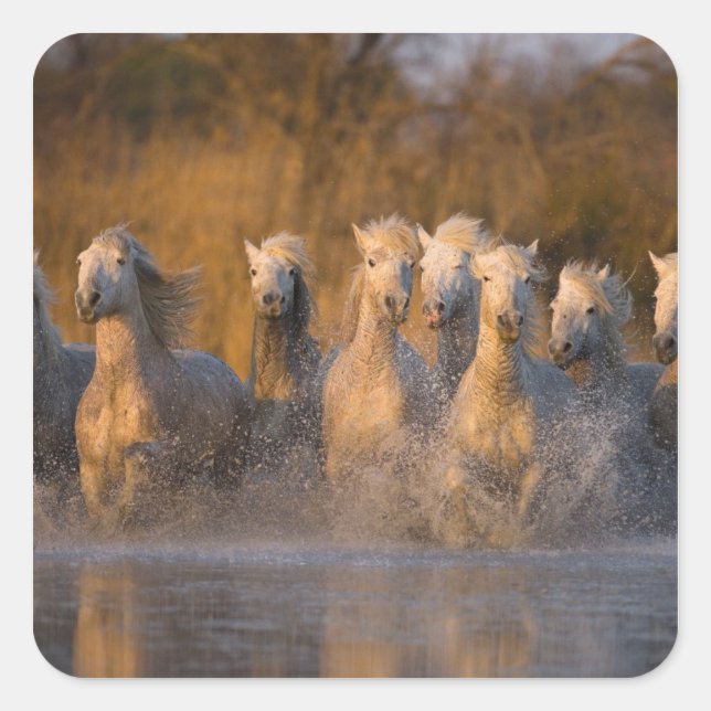 Pegatina Cuadrada Francia, Provenza. Caballos de Camarga Blanca (Anverso)