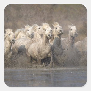 Pegatina Cuadrada Francia, Provenza. Caballos de Camarga Blanca corr
