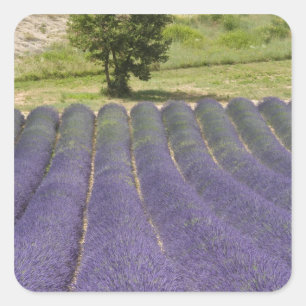 Pegatina Cuadrada Francia, Provenza. Filas de lavanda en flor.
