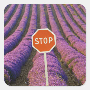 Pegatina Cuadrada Francia, Provenza. Filas de lavanda y alto
