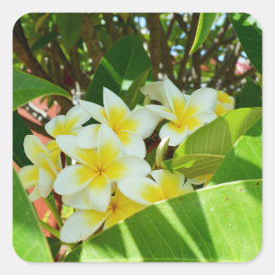 Pegatina Cuadrada Frangipanis Amarillos Creciendo En Un Árbol,
