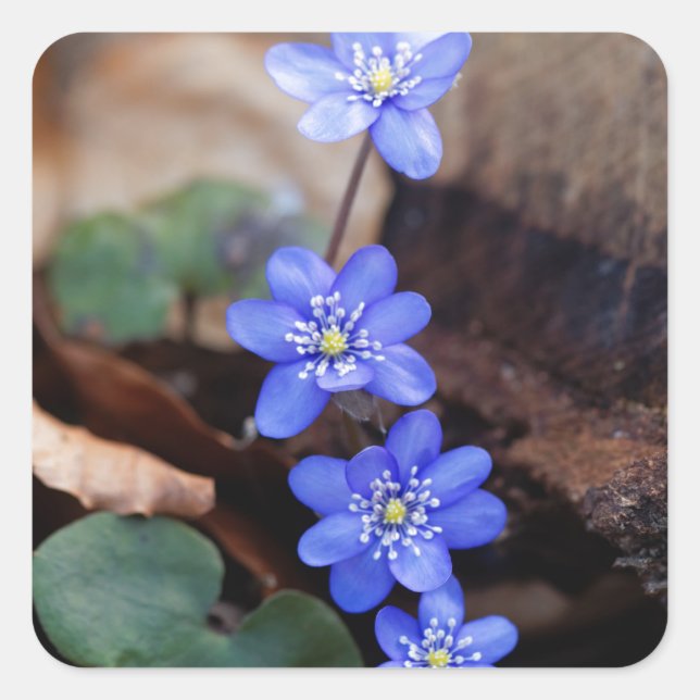 Pegatina Cuadrada Frecuentes Hepatica (Hepatica nobilis) (Anverso)