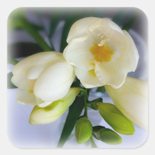 Pegatina Cuadrada fresia amarilla blanca