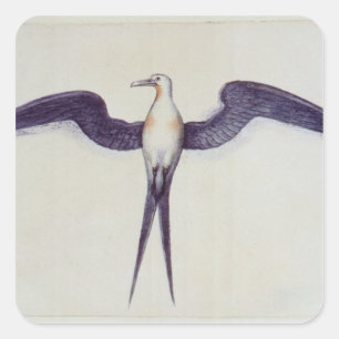 Pegatina Cuadrada Frigate Bird