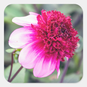 Pegatina Cuadrada Frilly Pink y Magenta Dahlia