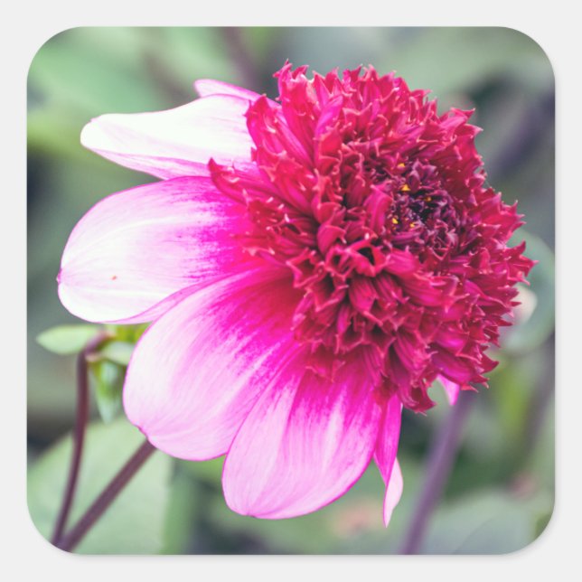 Pegatina Cuadrada Frilly Pink y Magenta Dahlia (Anverso)