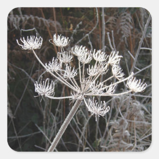 Pegatina Cuadrada Frost Transformation in Cheshire