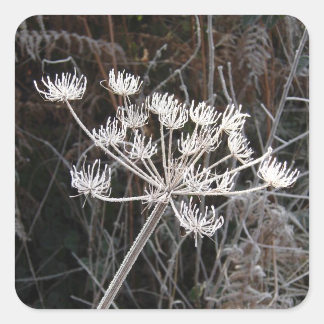 Pegatina Cuadrada Frost Transformation in Cheshire (Anverso)