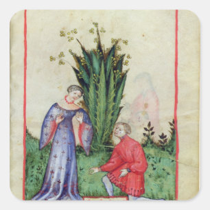 Pegatina Cuadrada Fruta de Mandrake, de 'Tacuinum Sanitatis'