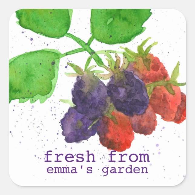 Pegatina Cuadrada Fruta Fresca De Las Bayas Negras Del Jardín De (Anverso)