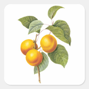 Pegatina Cuadrada Frutas Comestibles Antiguas, Albaricoque Melocotón