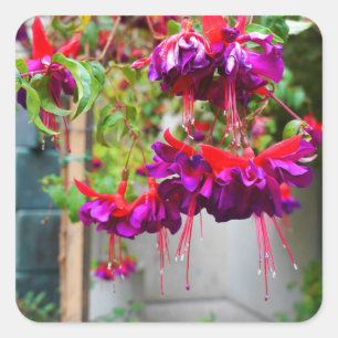 Pegatina Cuadrada Fuchsia roja y púrpura #1 Pegatinas