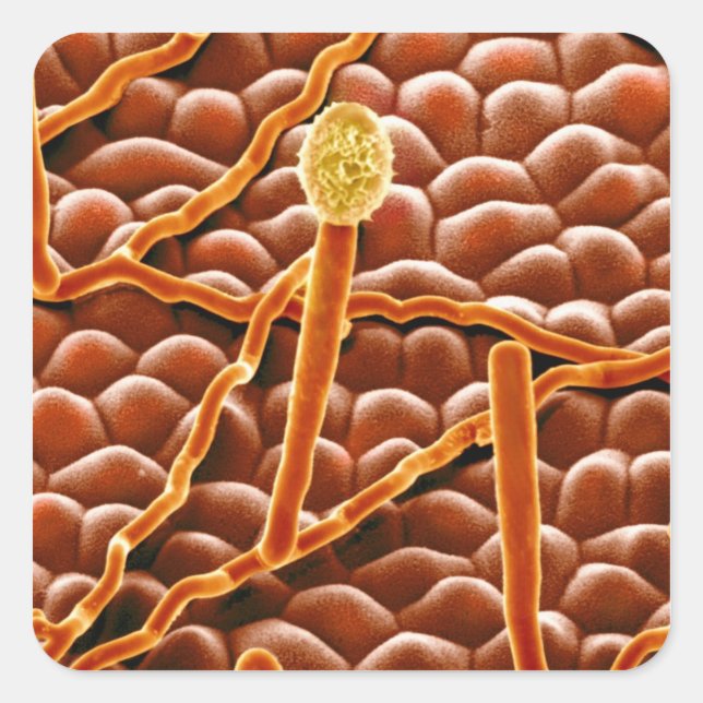 Pegatina Cuadrada Fungus polvorientos sobre Poinsettia (Anverso)