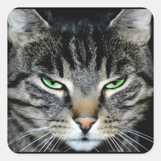 Pegatina Cuadrada Funny Angry Grumpy Judgemental Cat (Anverso)