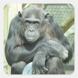 PEGATINA CUADRADA FUNNY CHIMPANZEE