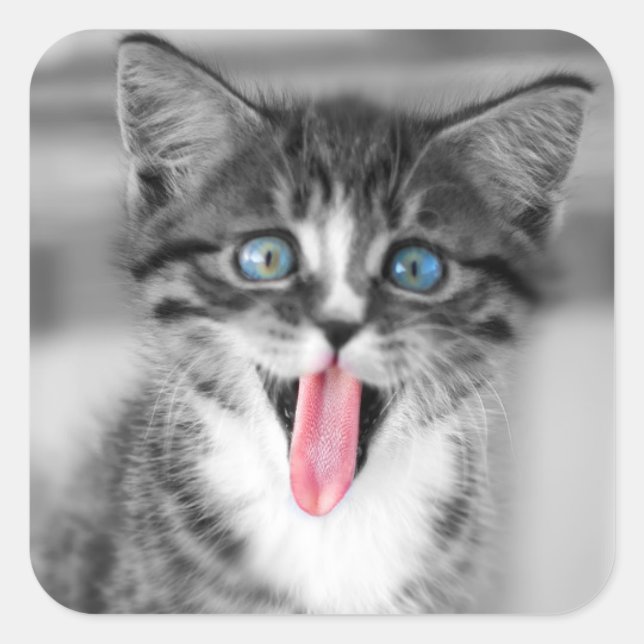 Pegatina Cuadrada Funny Kitten (Anverso)