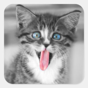 Pegatina Cuadrada Funny Kitten