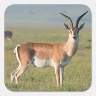 Pegatina Cuadrada Gacela de Grant, cráter de Ngorongoro, Ngorongoro