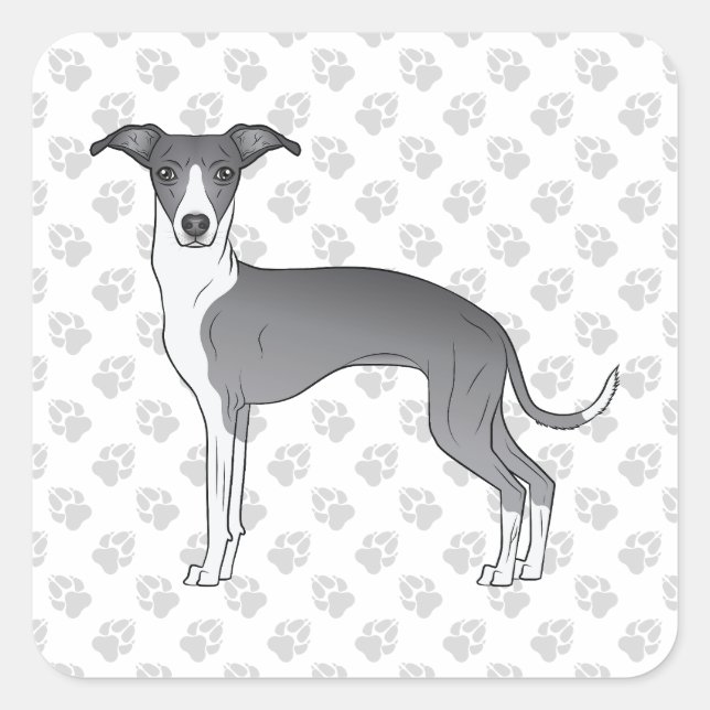 Pegatina Cuadrada Galgo Italiano Azul Y Blanco Con Patas (Anverso)