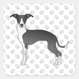 Pegatina Cuadrada Galgo Italiano Negro Y Blanco Con Patas