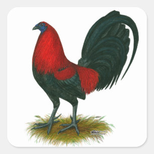 Pegatina Cuadrada Gallero Americano:  Pardo Rojo