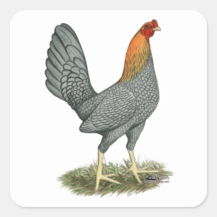 Pegatina Cuadrada Gallina de Combate Azul Rojo