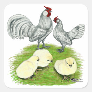 Pegatina Cuadrada Gallinas Rosecomb y pollitos