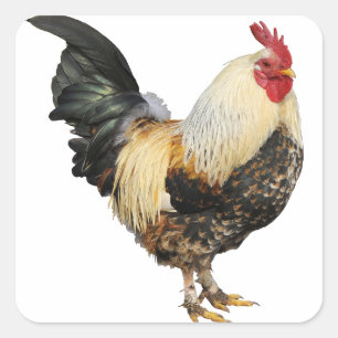 Pegatina Cuadrada Gallo aislado