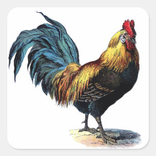 Pegatina Cuadrada Gallo de época
