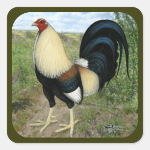 Pegatina Cuadrada Gallo de pelea de la carretera nacional
