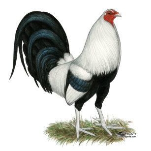 Pegatinas Gallo De Pelea Calcomanias Zazzle Es Gallo de pelea semental (roundhead). pegatinas gallo de pelea calcomanias