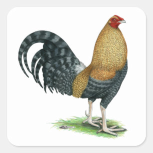 Pegatina Cuadrada Gallo de pelea:  Dom o Crele