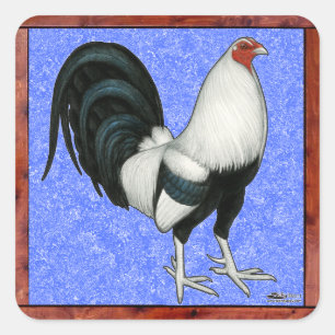 Pegatina Cuadrada Gallo de pelea enmarcado