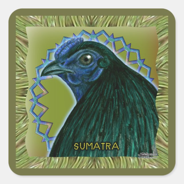 Pegatina Cuadrada Gallo de Sumatra enmarcado (Anverso)