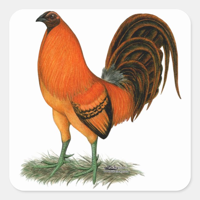 Pegatina Cuadrada Gallo Ginger Rojo Gamecock (Anverso)