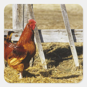 Pegatina Cuadrada Gallo rojo de Rhode Island