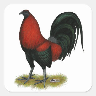Pegatina Cuadrada Gallo Rojo Negro de Juego Americano