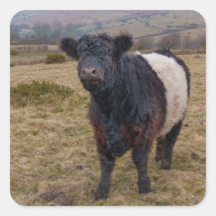 Pegatina Cuadrada Galloway alzado la voz orgulloso de Dartmoor Farml