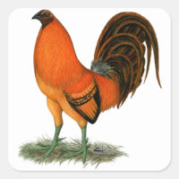 Gamecock Ginger Rooster
