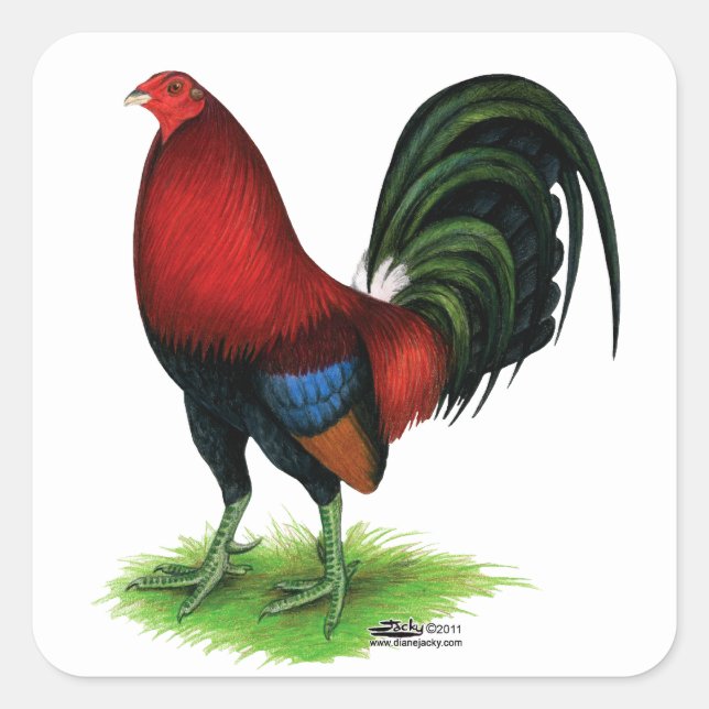 Pegatina Cuadrada Gamecock: rojo oscuro (Anverso)