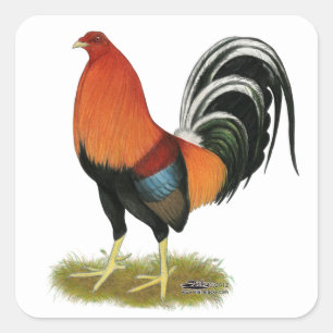 Pegatina Cuadrada Gamecock Wheaten Rooster