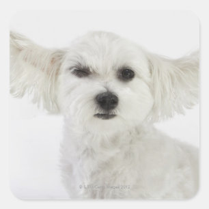 Pegatina Cuadrada Ganado de perro