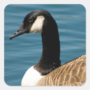 Pegatina Cuadrada Ganso canadiense - Branta canadensis