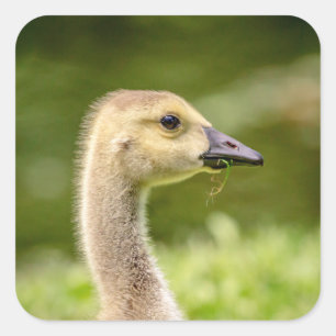 Pegatina Cuadrada Ganso Canadiense (Gosling)