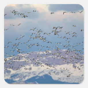 Pegatina Cuadrada Gansos de nieve durante la migración primaveral