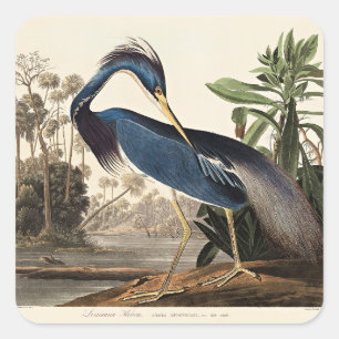 Pegatina Cuadrada Garceta de Louisiana de Birds of America