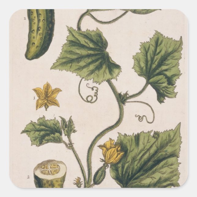 Pegatina Cuadrada Garden Cucumber, plato 4 de A Curious Herbal, (Anverso)