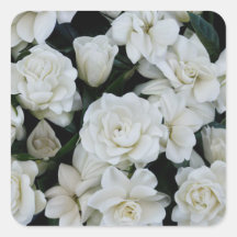 Gardenia Flowers
