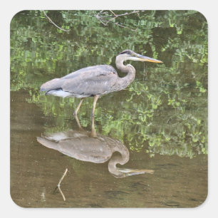 Pegatina Cuadrada Garza azul