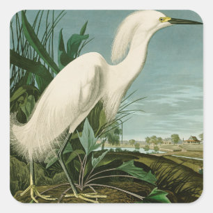Pegatina Cuadrada Garza Blanca de Audubon Ave Birding
